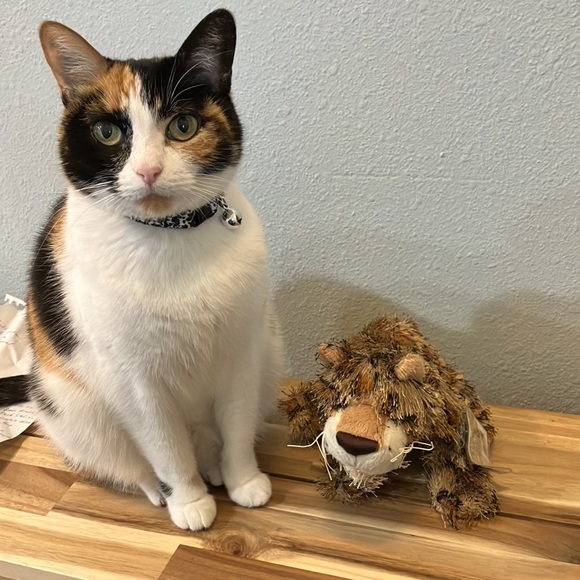 Retired Leopard Webkinz WITH CODE - Picture 5 of 5